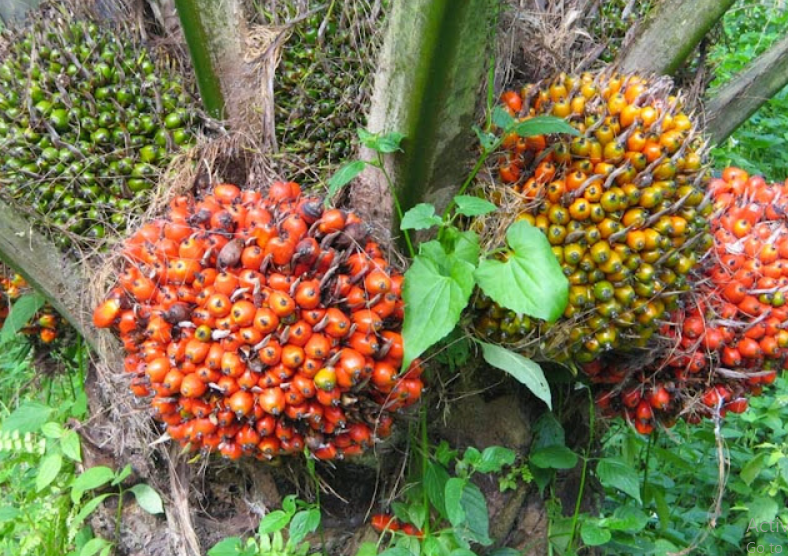 Manfaat Kelapa Sawit