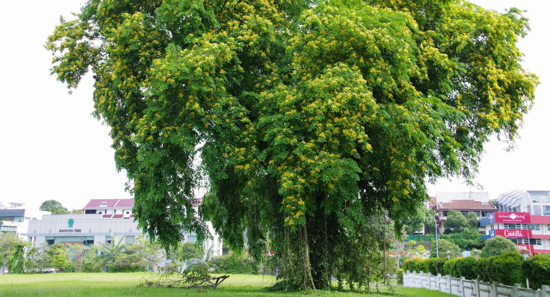 Manfaat Pohon Angsana