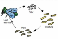 ciri-ciri metamorfosis sempurna