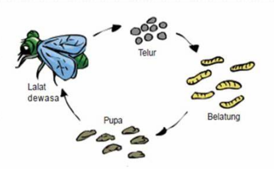 ciri-ciri metamorfosis sempurna