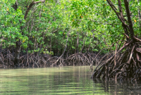 Manfaat Hutan Mangrove