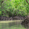 Manfaat Hutan Mangrove