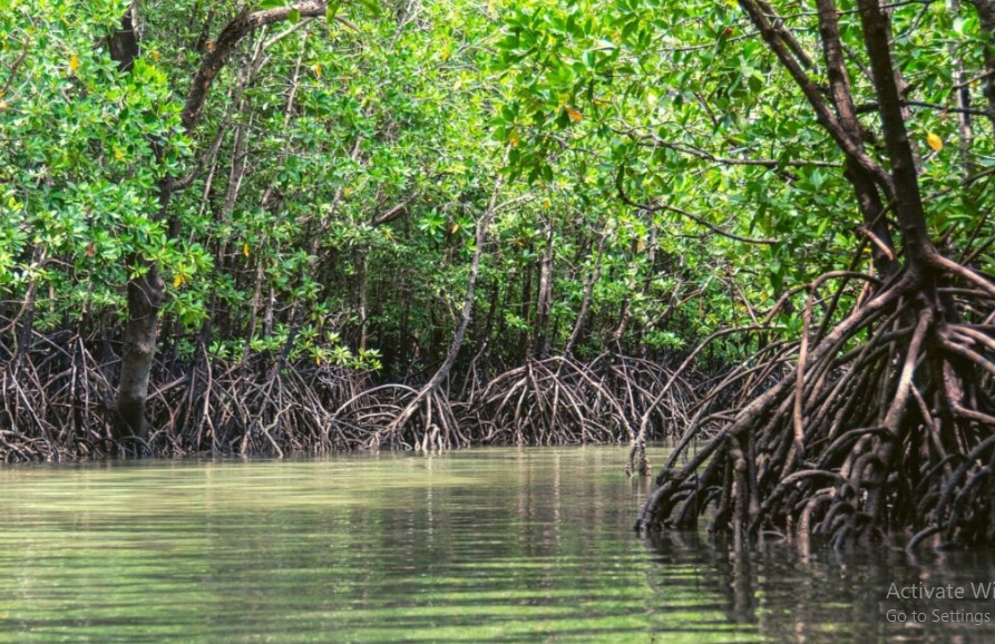 Manfaat Hutan Mangrove