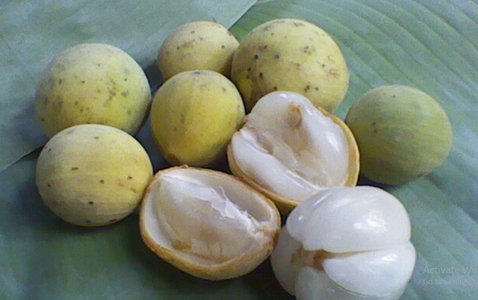 Manfaat Buah Duku