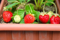 Cara Menanam Strawberry