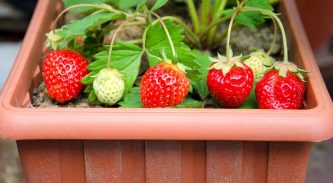 Cara Menanam Strawberry