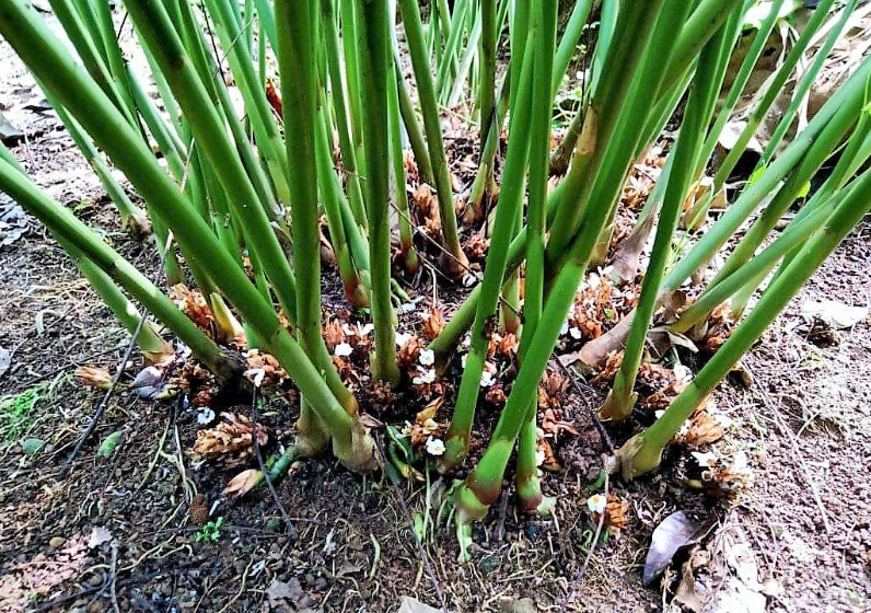 Budidaya Tanaman Kapulaga