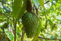 Budidaya Pohon Sirsak