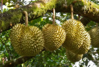 Budidaya Durian