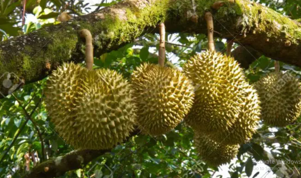 Budidaya Durian