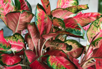 Ciri-Ciri Tanaman Aglaonema Mengalami Stres