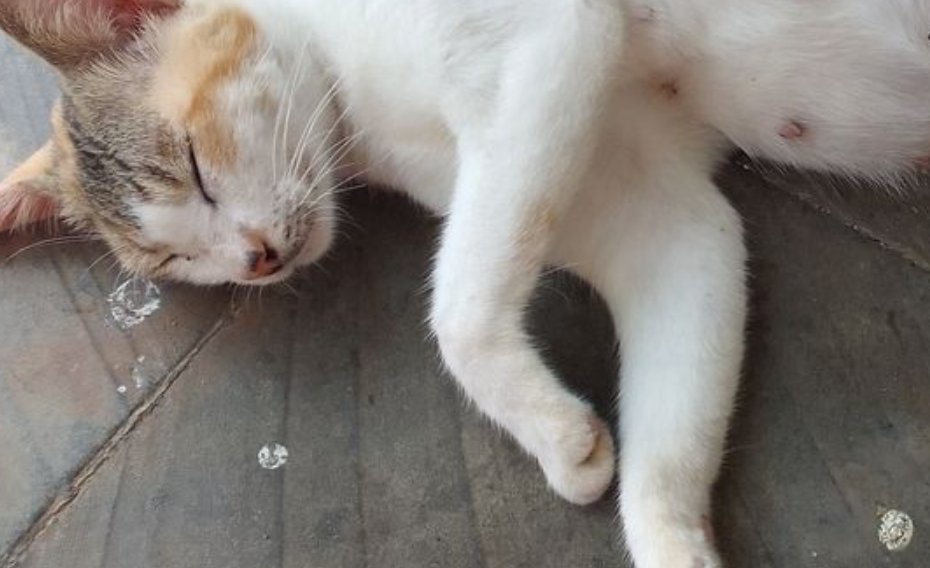 Cara Mengatasi Kaki Kucing yang Bengkak