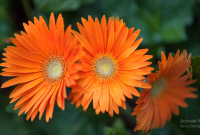 Cara Budidaya Bunga Gerbera