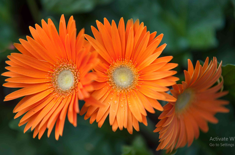 Cara Budidaya Bunga Gerbera