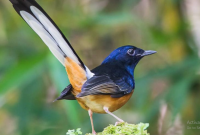 Cara Mengobati Burung Katarak