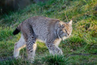 Mengenal Bobcat dan Fakta Menariknya