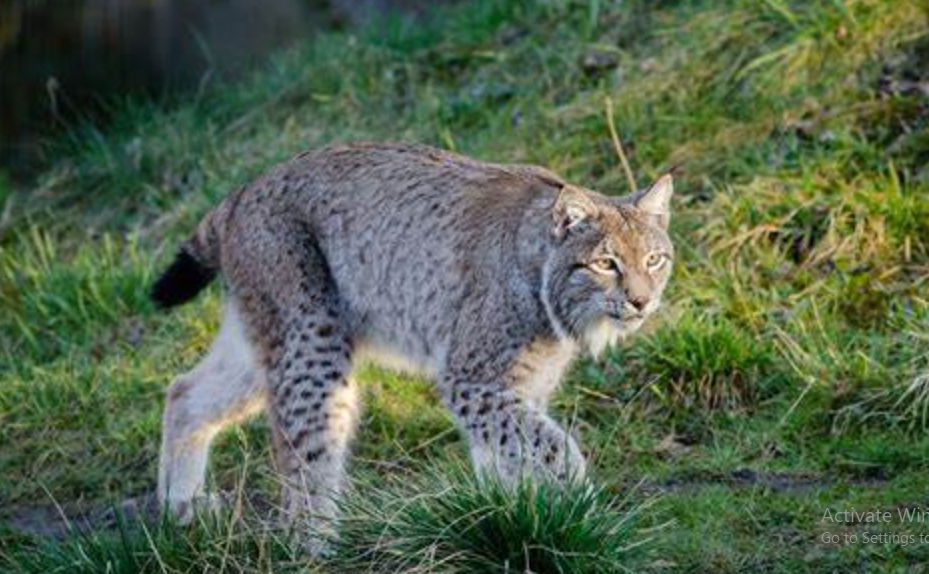 Mengenal Bobcat dan Fakta Menariknya